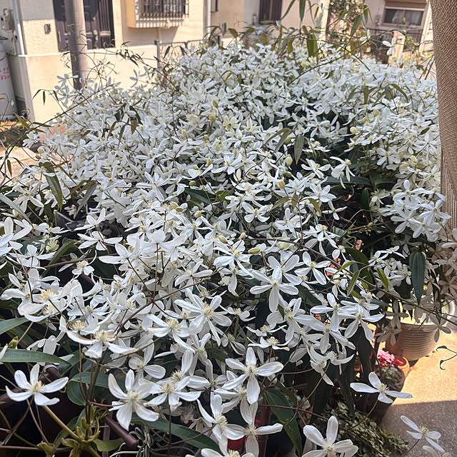 greycatsさんの部屋