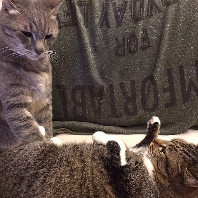 haruさんの実例写真