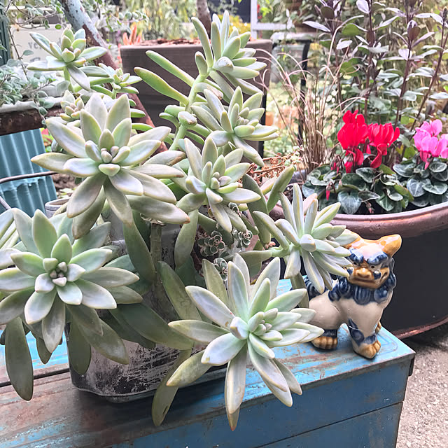 bibianさんの実例写真