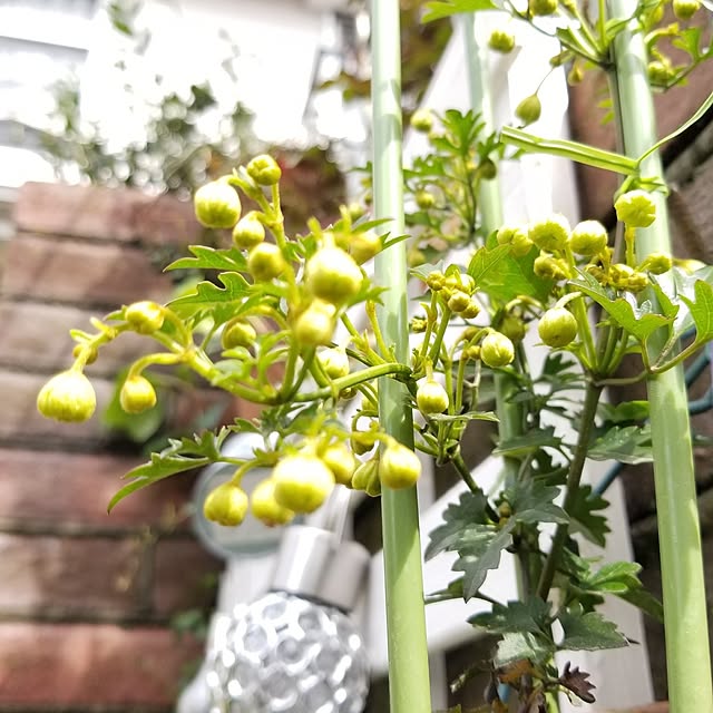 midoriさんの部屋