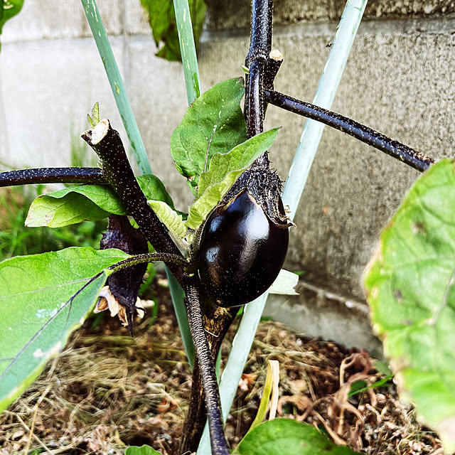 seiさんの部屋