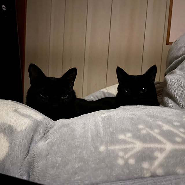 coolcats0528さんの実例写真
