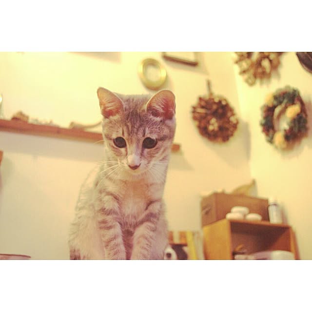 kicoriさんの実例写真