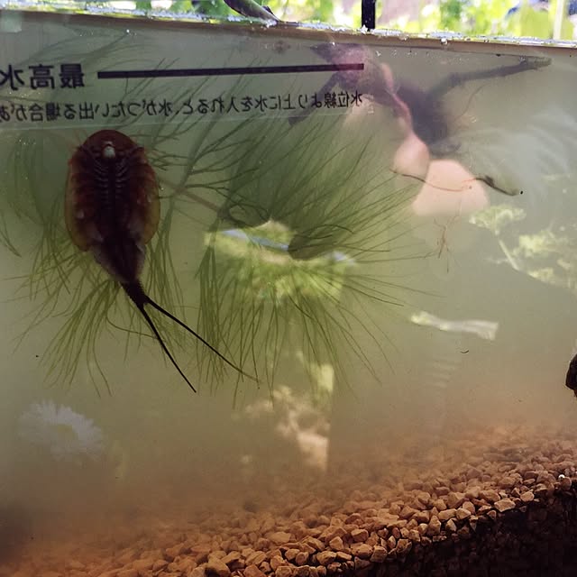 poci-koyaさんの実例写真