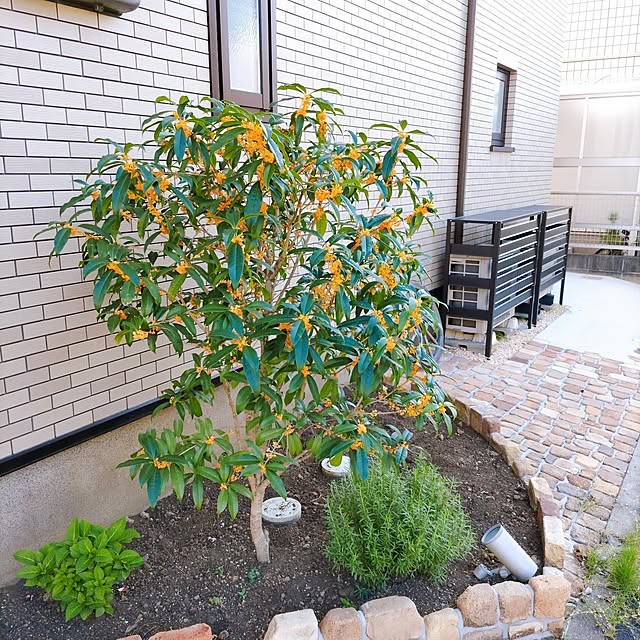 玄関/入り口/RC熊本支部/建売住宅/すっきり暮らしたい/RC九州支部...などのインテリア実例 - 2023-10-17 15:53:22