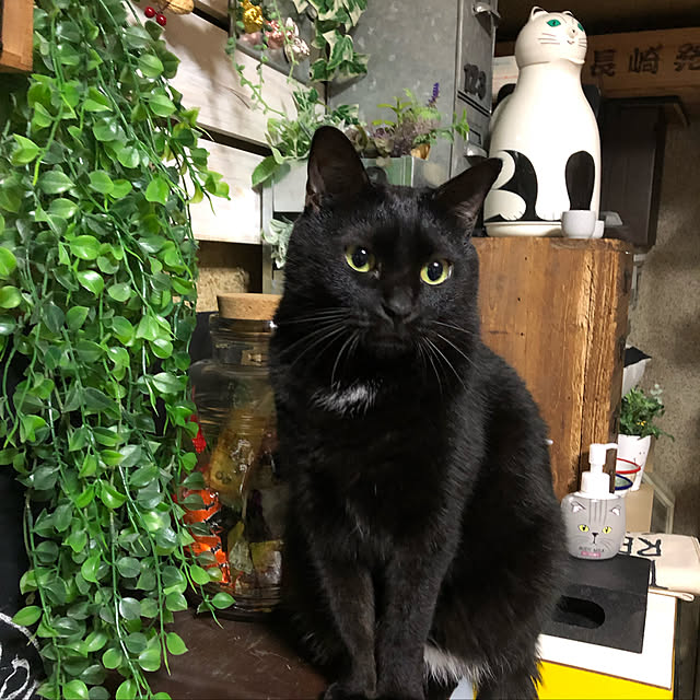 vivienne.coco-keiさんの実例写真