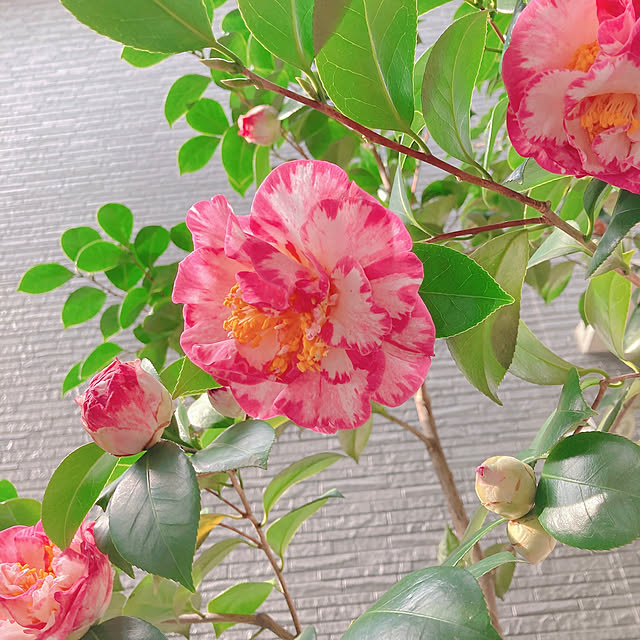 sophiaさんの実例写真