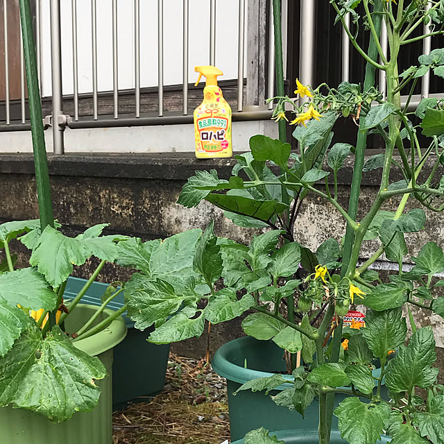 calmsweetsweetさんの実例写真