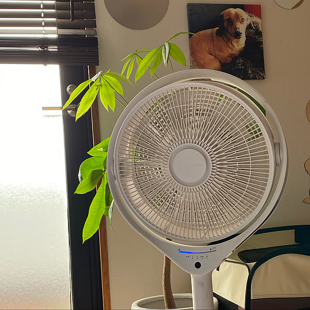 扇風機/お気に入りと暮らす/カタログハウス/観葉植物のある暮らし/バス/トイレのインテリア実例 - 2020-07-26 09:59:28
