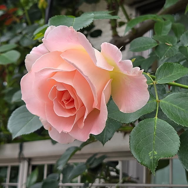 m.h.mammyさんの部屋