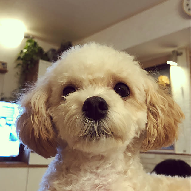 nikoさんの実例写真