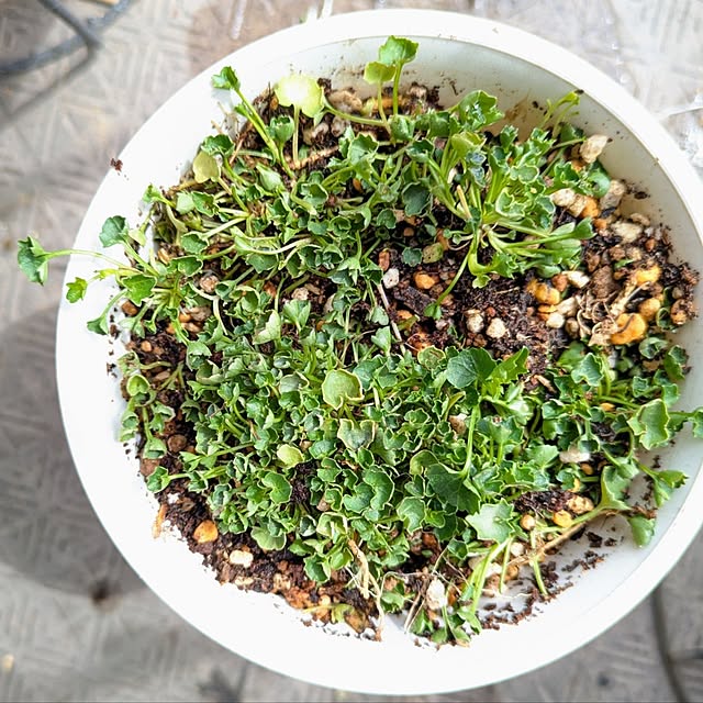 mi-saさんの部屋