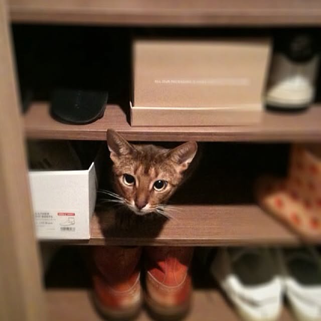 Yujiさんの実例写真