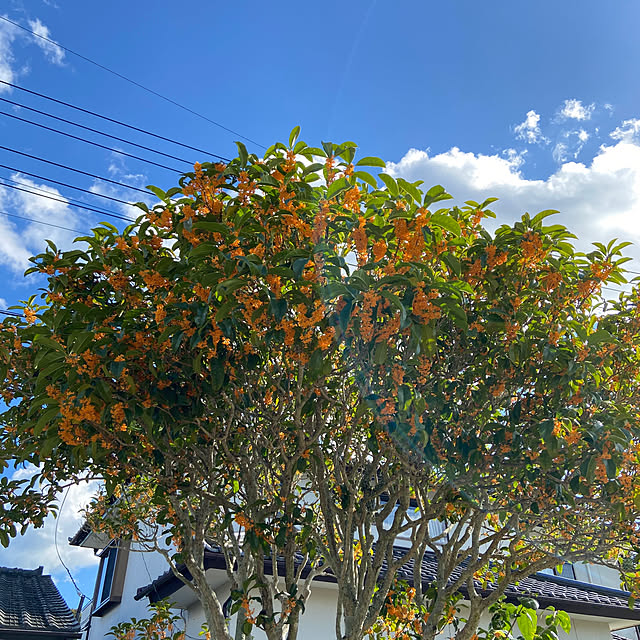 hansho.sさんの実例写真