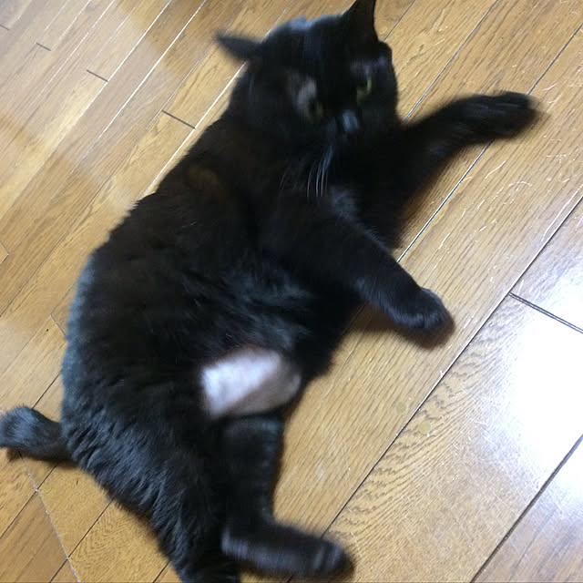 kirakirahoshiさんの実例写真