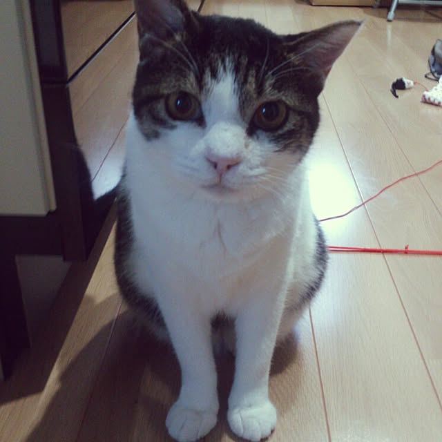 minkokoさんの実例写真