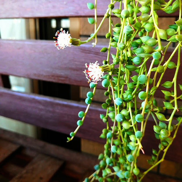 ベッド周り/癒し*´｀*/ピーチネックレス☆/多肉植物/お花が咲いたぁ♡...などのインテリア実例 - 2023-01-20 20:58:17