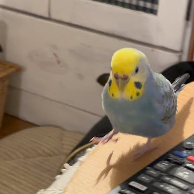 Atsukoさんの部屋