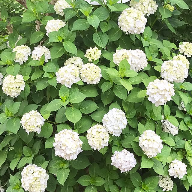 samanthakitchenさんの実例写真