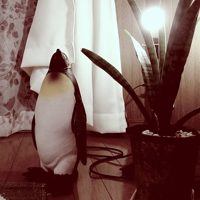 Yuichiさんの実例写真