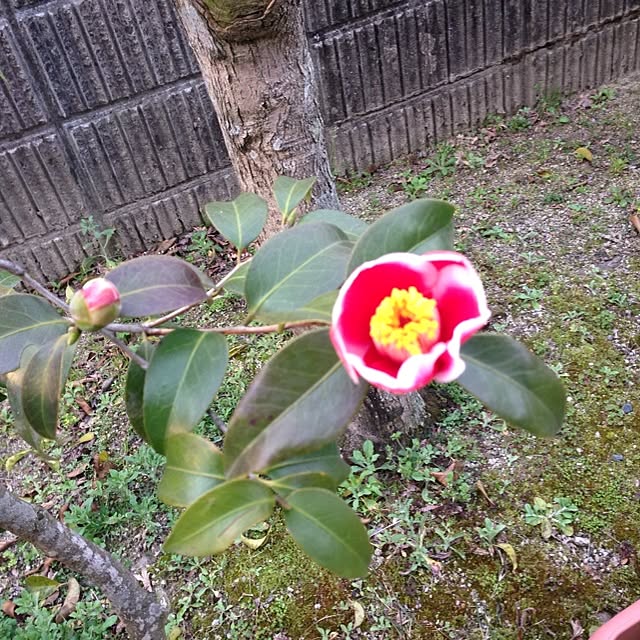 Kumikoさんの実例写真