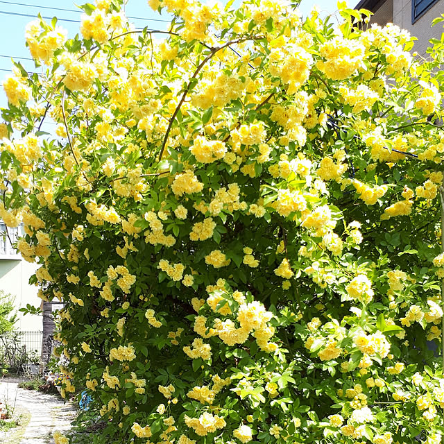 min_nimさんの実例写真