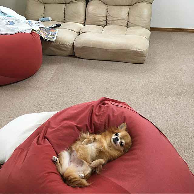 koroさんの実例写真