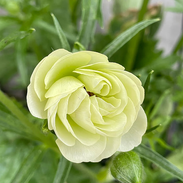 shiropenguinさんの部屋