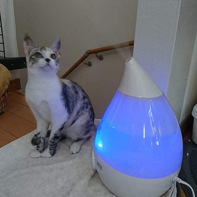 shinobuさんの実例写真