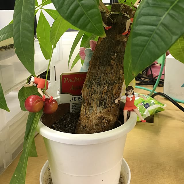 roomgardeningさんの実例写真