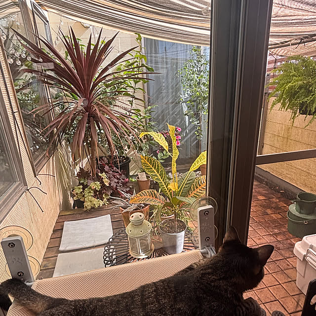 greycatsさんの実例写真