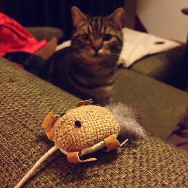 mikomaruさんの実例写真