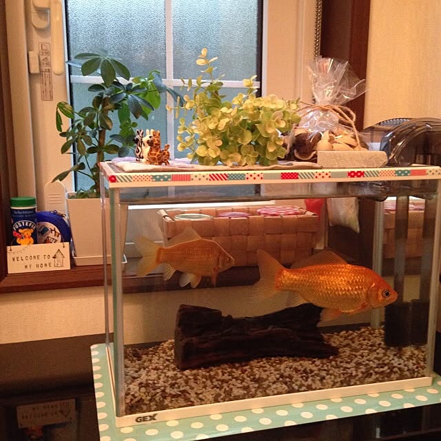 fish.さんの実例写真
