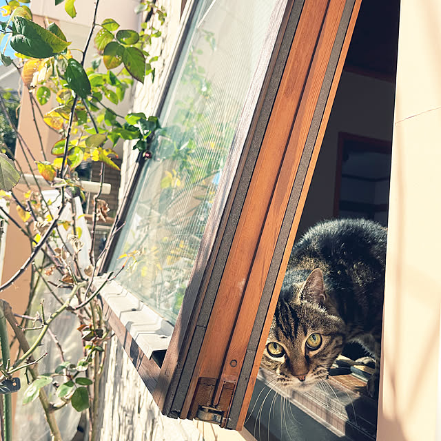 botanさんの実例写真