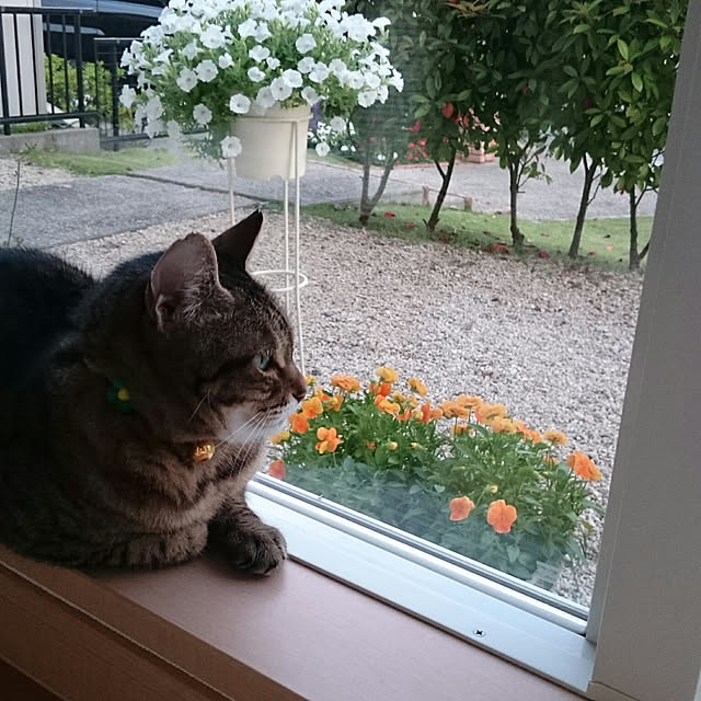 lilyさんの実例写真