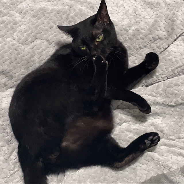 黒猫/ねこのいる日常/一人暮らし/1K/机のインテリア実例 - 2022-05-28 22:48:31