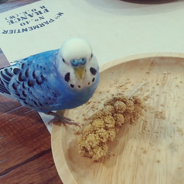 opiopiopiさんの実例写真