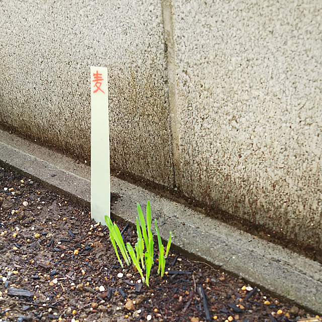 mmpoohさんの実例写真