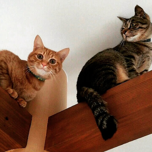 gemさんの実例写真