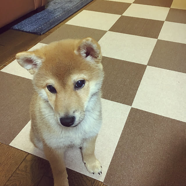 tanyuumoさんの実例写真