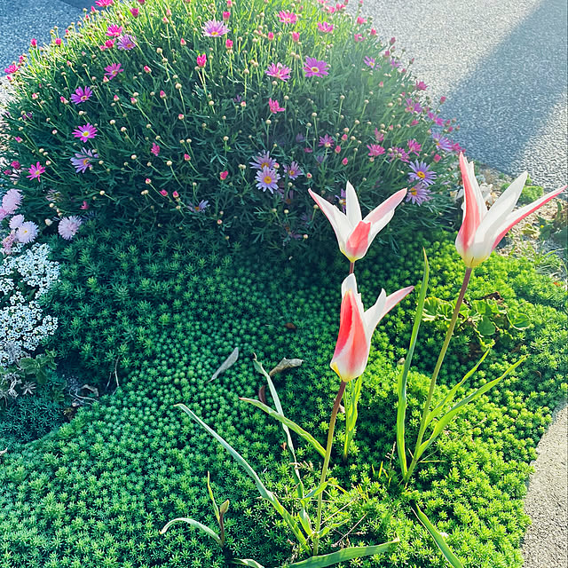 moppaさんの実例写真
