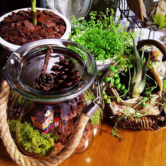 植物/ビン/観葉植物/green/NO GREEN NO LIFE...などのインテリア実例 - 2016-05-23 23:41:47