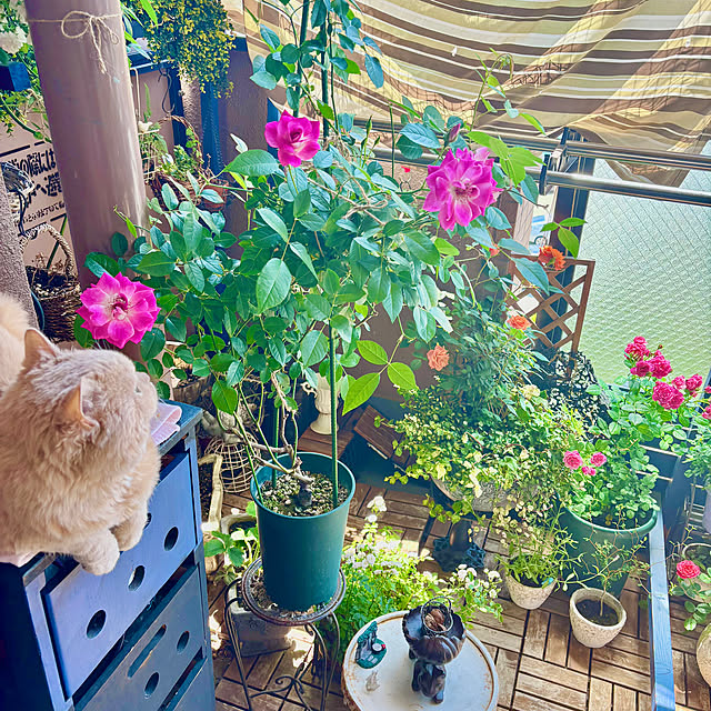 naokoさんの部屋