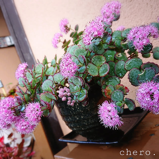 chero.さんの実例写真