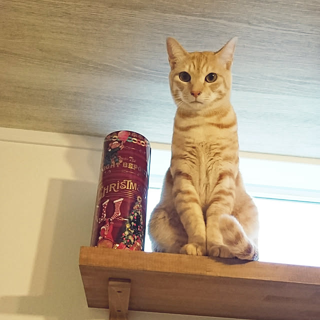 shiiiさんの実例写真