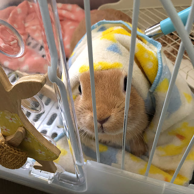 pikarunさんの実例写真