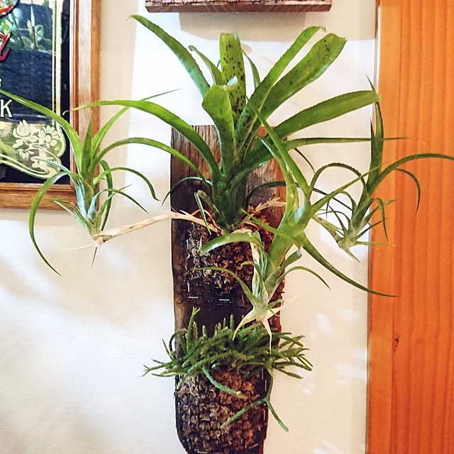 ot-gardenさんの部屋