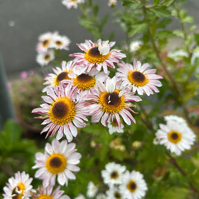 ritsukoさんの部屋