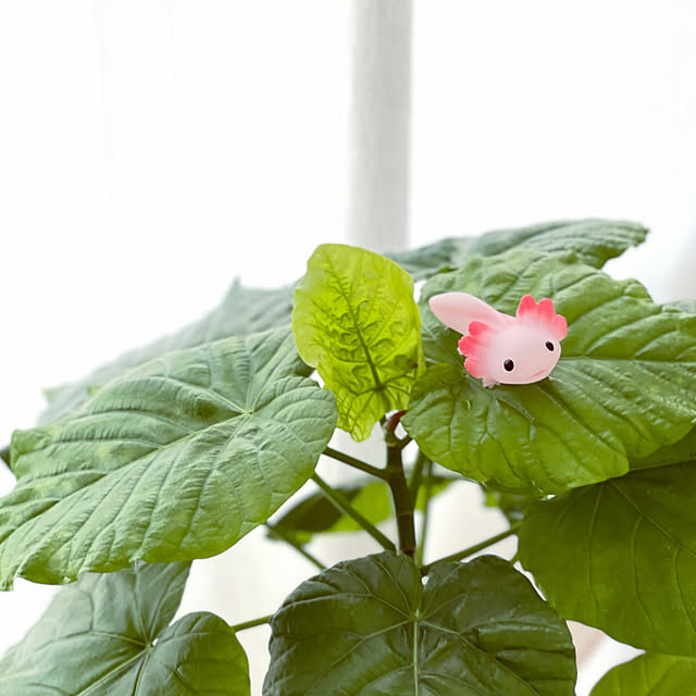 miechuraさんの実例写真