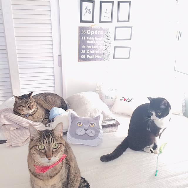 lovecatさんの実例写真